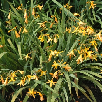 Crocosmia x crocosmiiflora 'George Davidson' (002304)