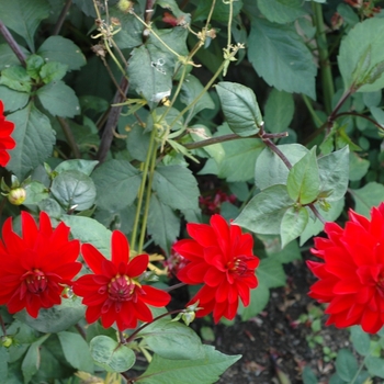 Dahlia 'Murdock' (002322)