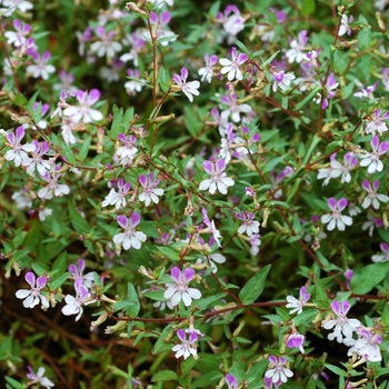 Cuphea palustris 'Rosy Glow' (002327)