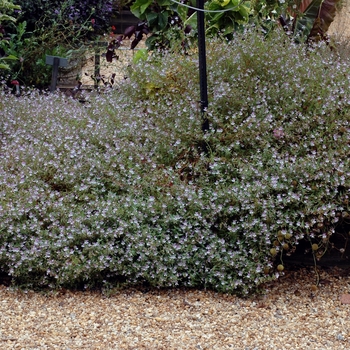 Cuphea palustris 'Rosy Glow' (002328)