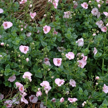 Diascia barberae Darla® 'Light Pink' (002347)