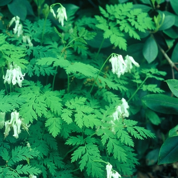 Dicentra spectabilis 'Alba' (002356)