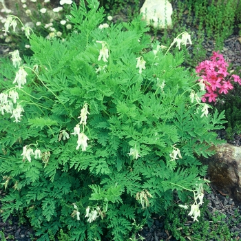 Dicentra spectabilis 'Alba' (002357)