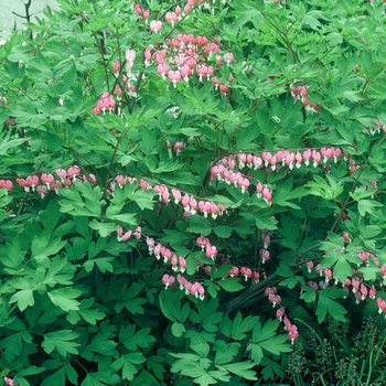 Dicentra spectabilis '' (002368)