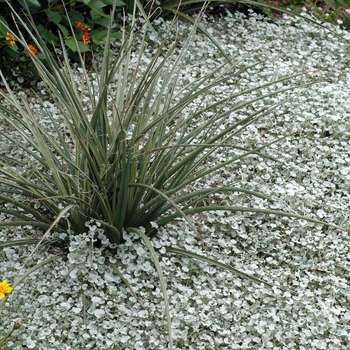 Dichondra argentea 'Silver Falls™' (002369)