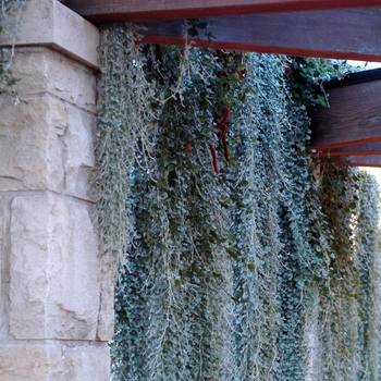 Dichondra argentea 'Silver Falls™' (002370)