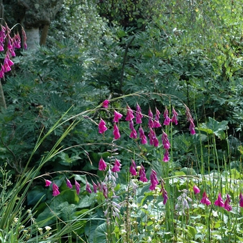 Dierama pendulum '' (002374)