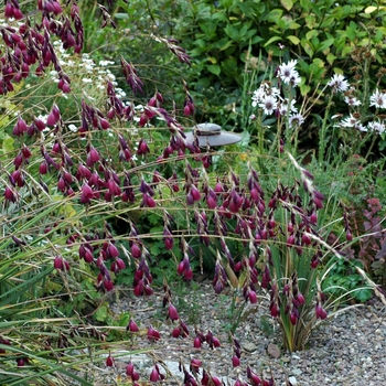 Dierama pendulum '' (002375)