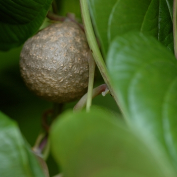 Dioscorea batatas '' (002380)