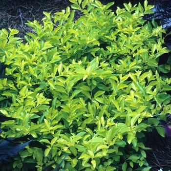 Duranta erecta 'Cuban Gold' (002383)