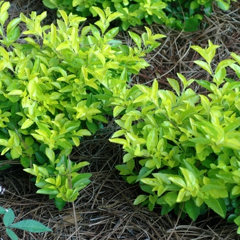 Duranta erecta 'Cuban Gold' (002384)