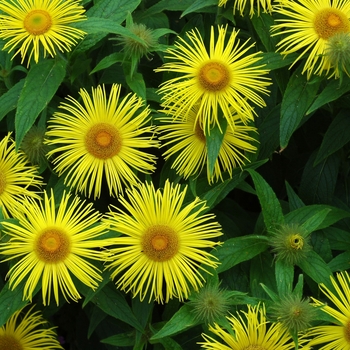 Doronicum carpetanum '' (002388)