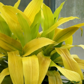 Dracaena fragrans 'Limelight' (002389)