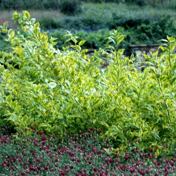 Duranta erecta 'Gold Edge' (002393)