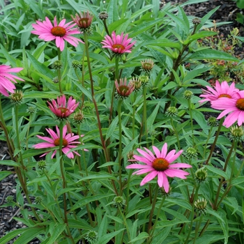 Echinacea laevigata '' (002398)