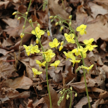 Epimedium pinnatum ssp. colchicum '' (002407)