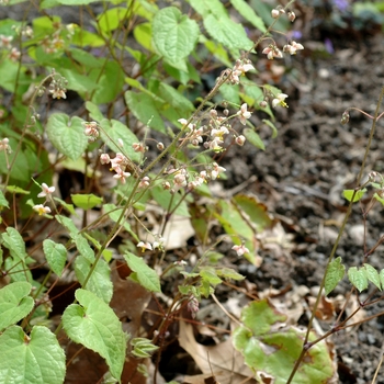 Epimedium pubigerum '' (002408)