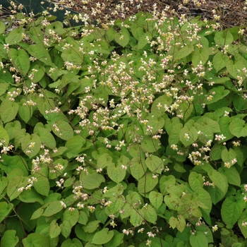 Epimedium pubigerum '' (002409)