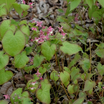 Epimedium x rubrum 'Sweetheart' (002412)