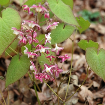 Epimedium x rubrum 'Sweetheart' (002413)