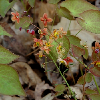 Epimedium x warleyense '' (002418)