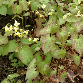 Epimedium x versicolor 'Sulphureum' (002420)