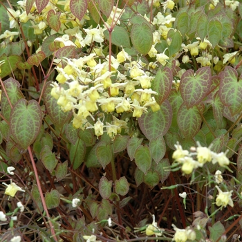 Epimedium x versicolor 'Sulphureum' (002422)