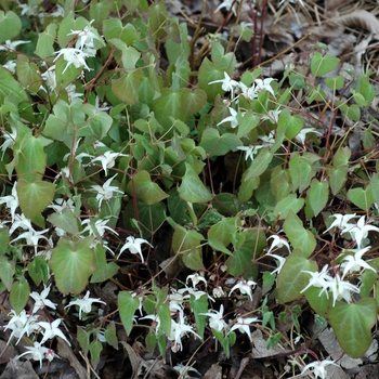 Epimedium x youngianum 'Azusa' (002424)