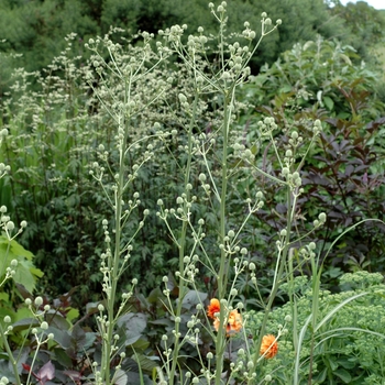 Eryngium abnormum '' (002428)