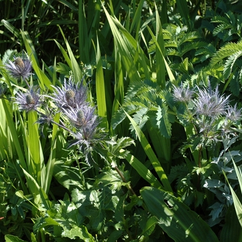 Eryngium alpinum 'Amethyst' (002431)