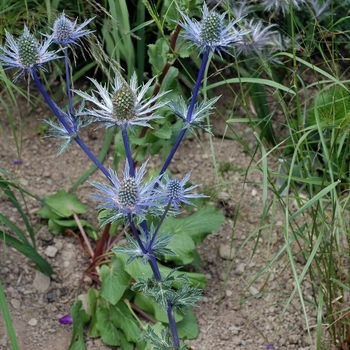 Eryngium alpinum 'Amethyst' (002433)