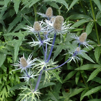 Eryngium alpinum '' (002434)