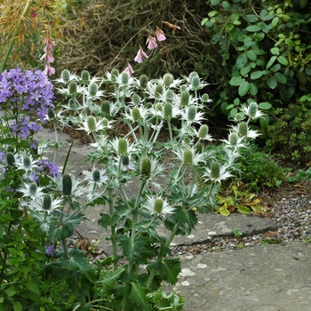 Eryngium giganteum '' (002435)