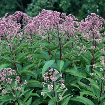 Eupatorium purpureum ssp. maculatum 'Little Red' (002442)