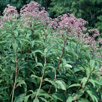 Eupatorium purpureum ssp. maculatum 'Gateway' (002444)