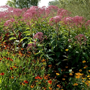 Eupatorium purpureum ssp. maculatum 'Gateway' (002445)