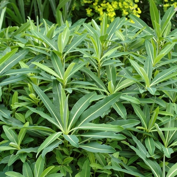 Eupatorium stygiana '' (002448)