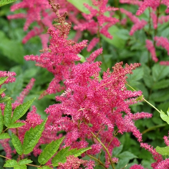 Filipendula purpurea '' (002455)