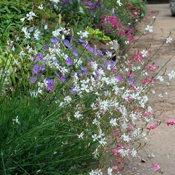 Gaura lindheimeri 'Multiple Varieties' (002472)