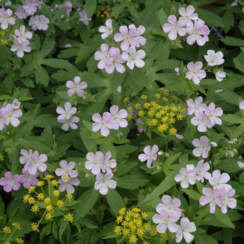 Geranium maculatum '' (002483)