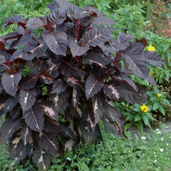 Graptophyllum pictum 'Chocolate' (002496)