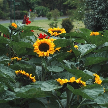 Helianthus annuus 'Sunrich Orange' (002505)