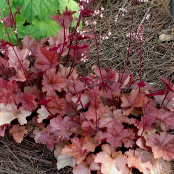 Heuchera 'Peach Melba' (002522)