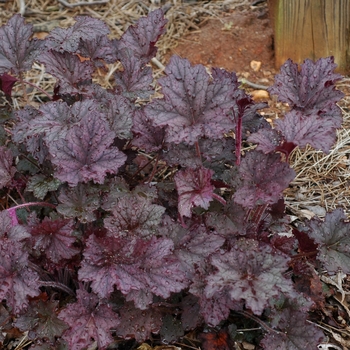 Heuchera 'Frosted Violet' (002525)