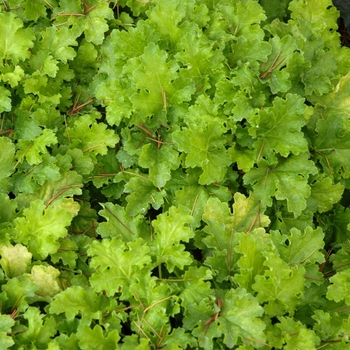 Heuchera 'Lime Rickey' (002532)