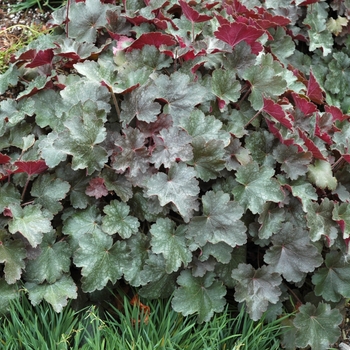 Heuchera 'Vesuvius' (002534)