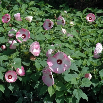 Hibiscus moscheutos Luna™ 'Pink Swirl' (002536)