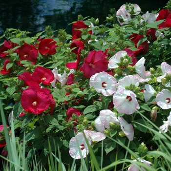 Hibiscus moscheutos 'Disco Belle Mix' (002537)