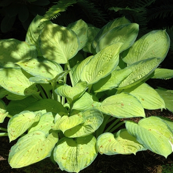 Hosta 'Gold Standard' (002549)