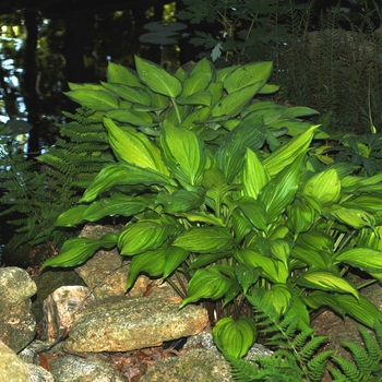 Hosta 'Spritzer' (002554)